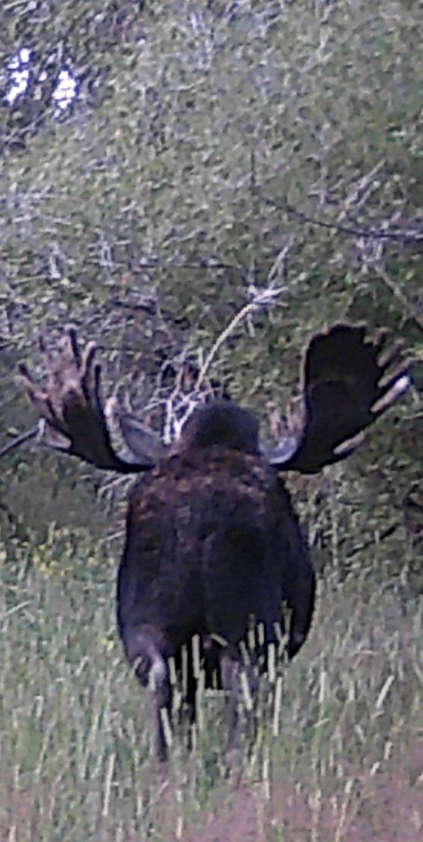moose pic.jpg