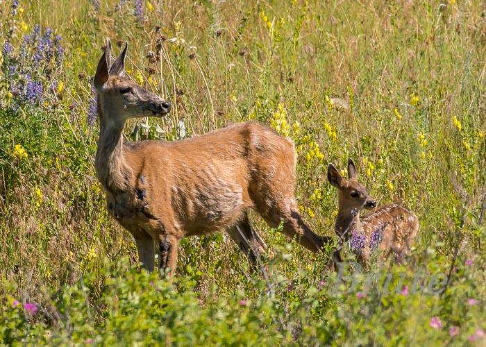Mule deer  Fawn  July 2017 a-1138.JPG