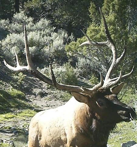 My elk on trail cam.jpg