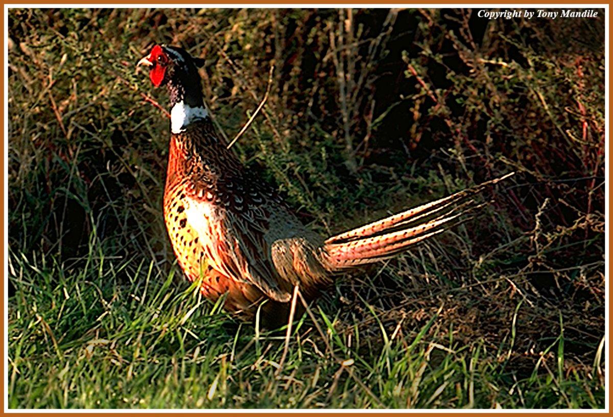pheasant.jpg