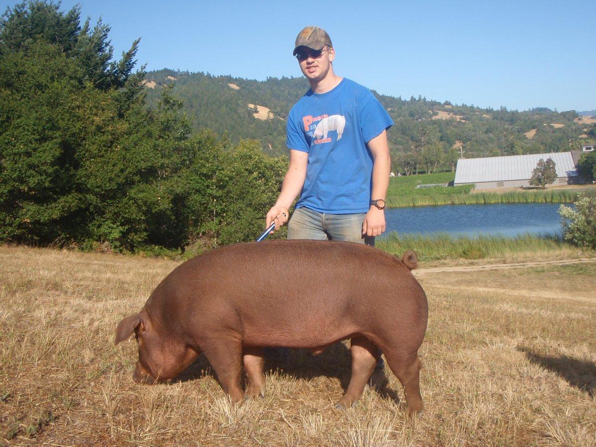 Pigs 2015 020.jpg