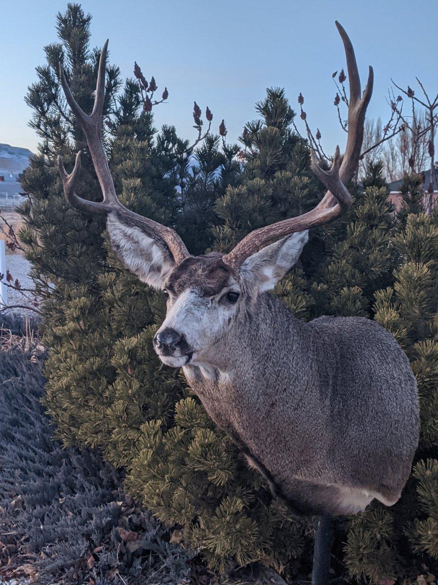 Old buck | Taxidermy | Monster Muleys Community
