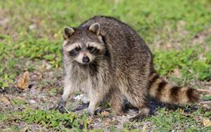 raccoon-page-image.jpg