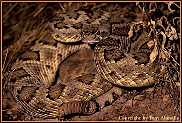 rattlesnake1.jpg