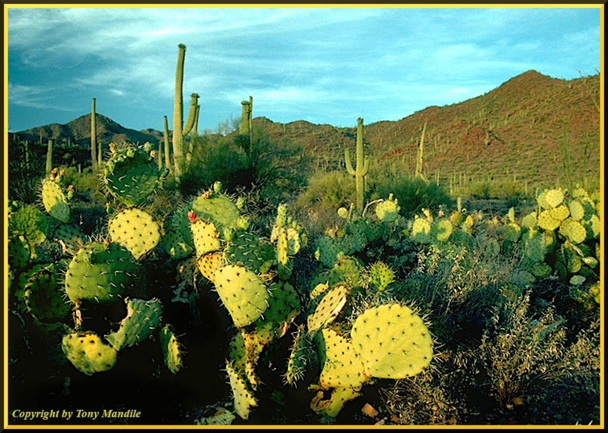 SaguaroNP.jpg
