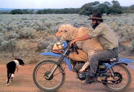 sheepmanmotorcycle.jpg