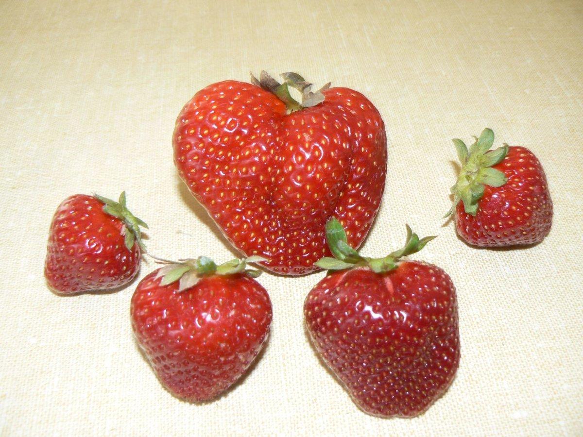 strawberry1.JPG