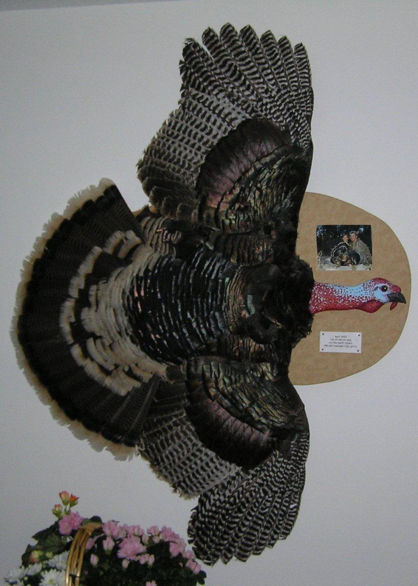 turkey mount6.jpg