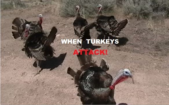 Turkeys.JPG