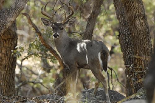 White-tailed_Deer_-_Buck_-_1.jpg