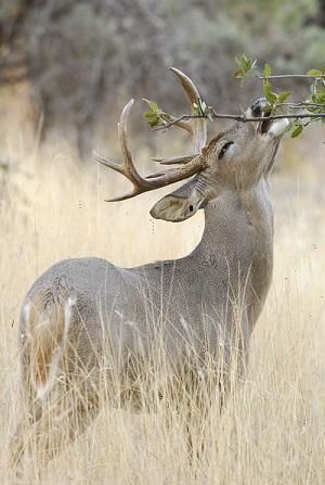 White-tailed_Deer_-_Buck_-_3.jpg