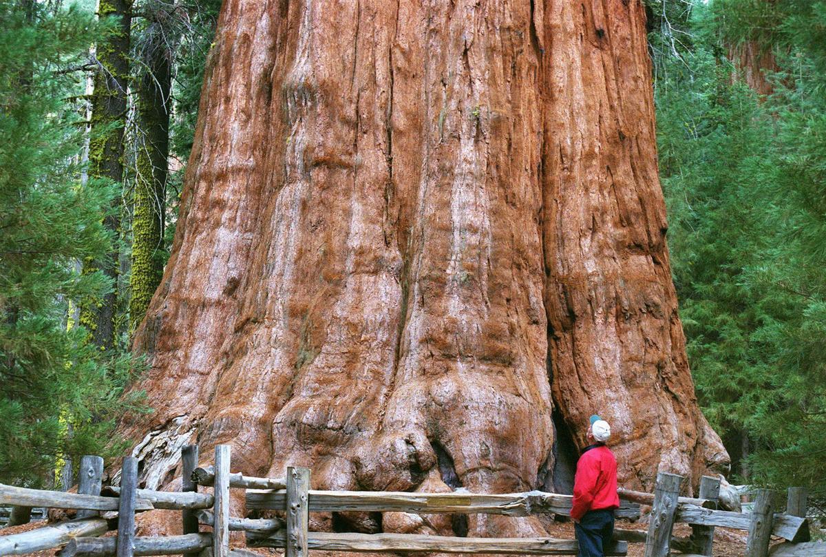worlds biggest tree.jpg