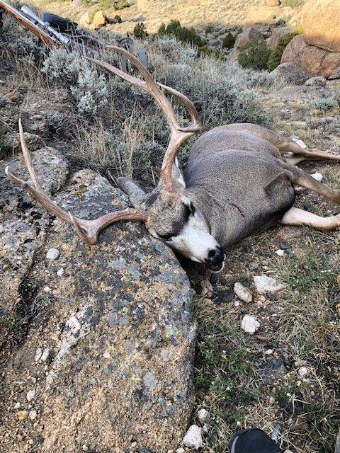 Wyoming buck 2022.jpg