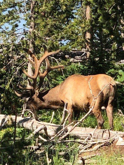 Wyoming Elk 2022.jpg
