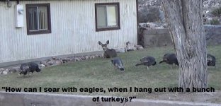 Doe and turkeys.jpg