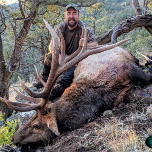 New Mexico Bull elk