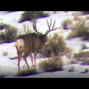 Winter Scouting 2019 - MonsterMuleys.com