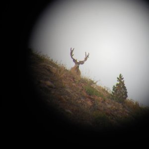 High Country Wyoming Buck