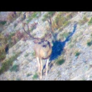 Best Buck of the Year - MonsterMuleys.com