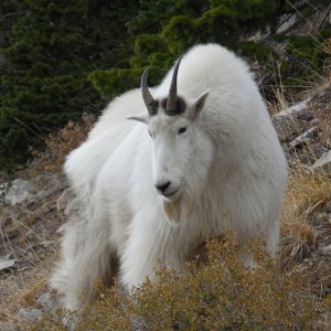 Nice Utah Goat