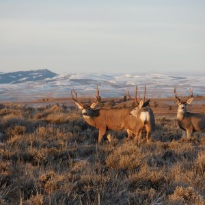 Winter Range Bucks