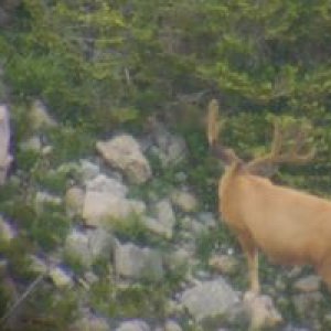 Wyoming Big Buck Hunting