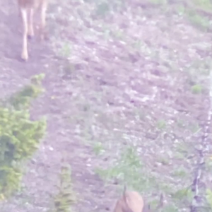 Impressive Trophy Buck on the Move