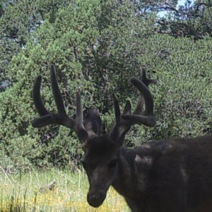 New Mexico trail cam photo, coues deer
