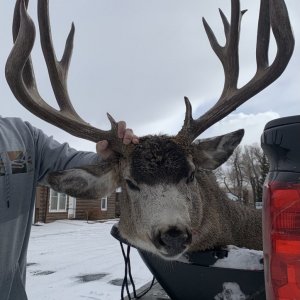 Big Buck in the Back of the Truck