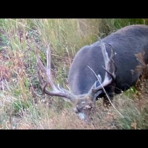 My Colorado Hunt