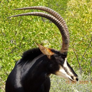 Sable Bull. South Africa