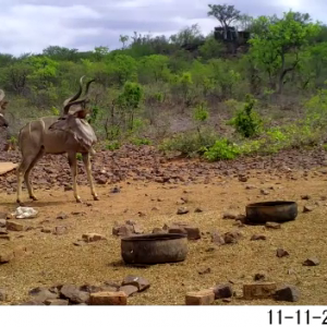 Kudu. South Africa