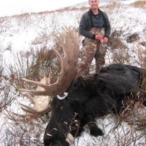 Huge Trophy Bull Moose