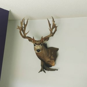 Amazing Wall Hanger Buck!