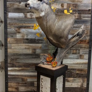 Great Looking Taxidermy Work