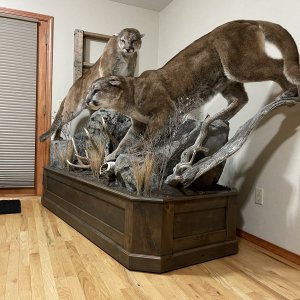 Incredible Taxidermy Work