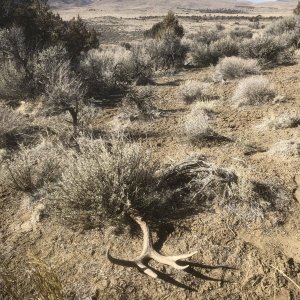 Muley Shed Score for buckhorn