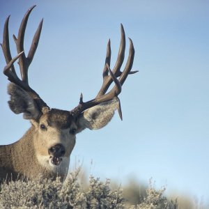 Droptine and Extras Muley