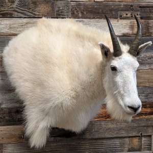 Good Looking Mountain Goat Taxidermy Work