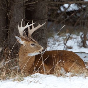 Whitetail-Deer-NY-C.jpg