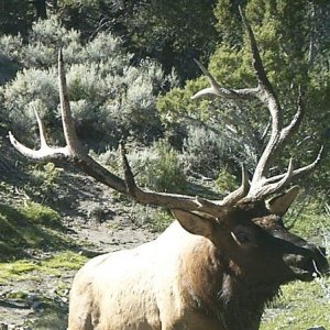 My elk on trail cam.jpg