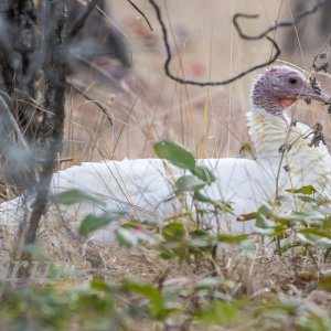 White Wild  Turkey October 2019 a-4848.jpg