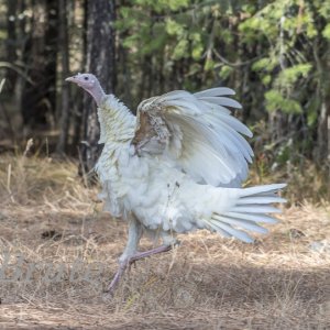 White Wild  Turkey October 2019  a - 3904.jpg