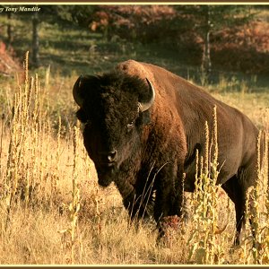bison3.jpg