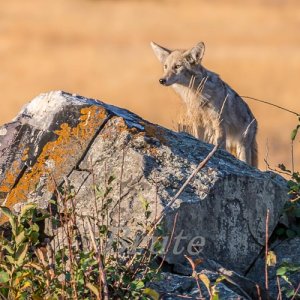 Coyote September 2017 a-4259.JPG