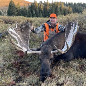 Huge Colorado Bull Moose