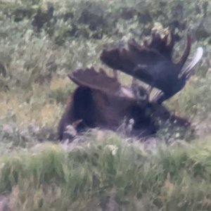 Colorado Bull Moose Down