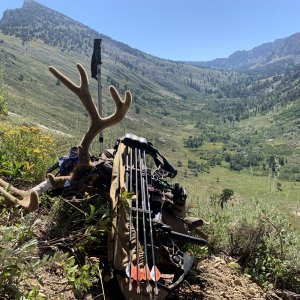 High Country Trophy Buck