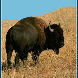 bison4.jpg