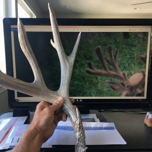 Is it the same buck?